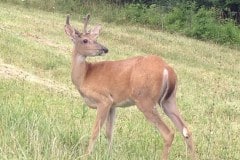 Young Buck
