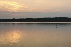 Blue Heron in flight
