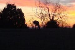 Deer Silhouette