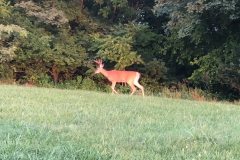 More Deer